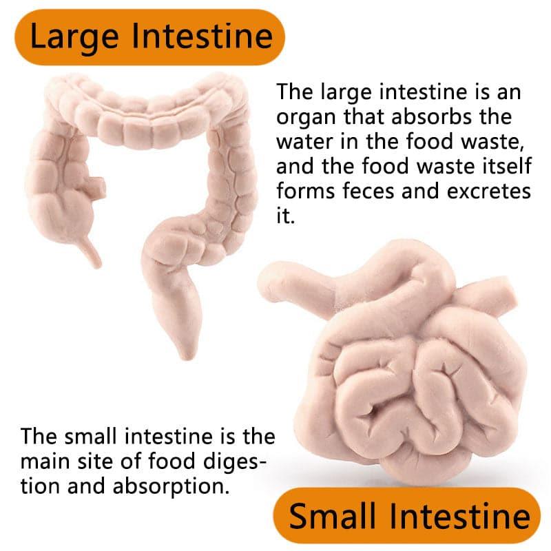 GooDIYou | BODY CHECK-UP CENTER