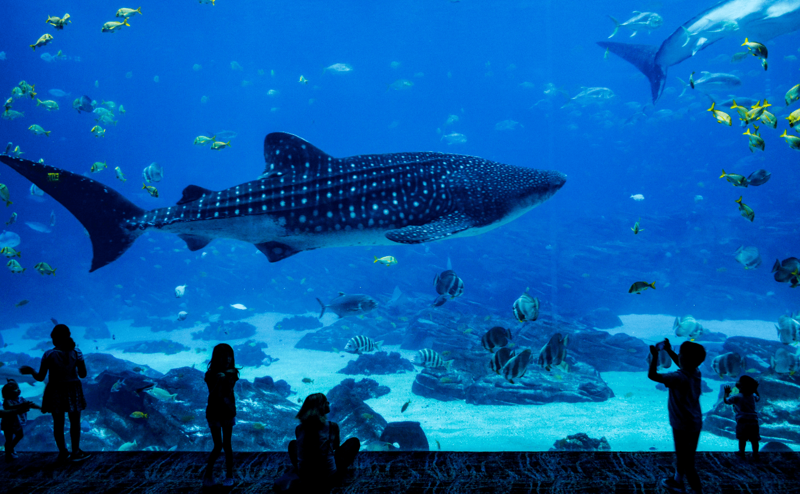 Aquarium - GooDIYou