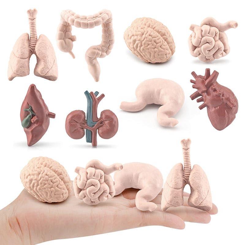 Simulation Human Body Model – GooDIYou